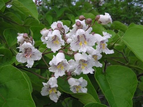 Catalpa tree pot - qt.,