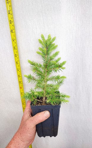 Live black hills spruce year - spruce, 3