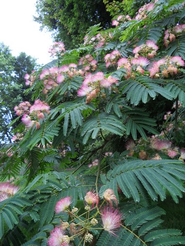 Pink mimosa tree sapling - tree,