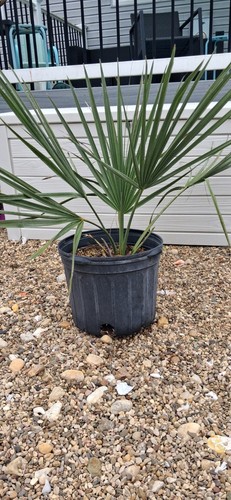 Sabal birmingham cold - , hardy