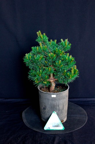 Japanese white pine pinus - white,