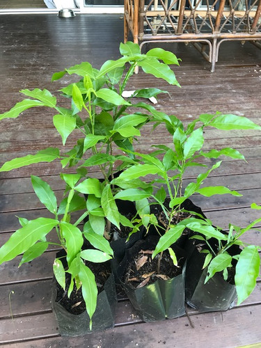 Spanish lime tree - lime,