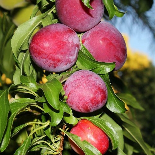 Cuttings pluot plumcot - cuttings, pluot/plumcot