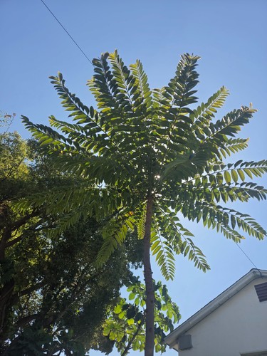 Phyllanthus juglandifolius