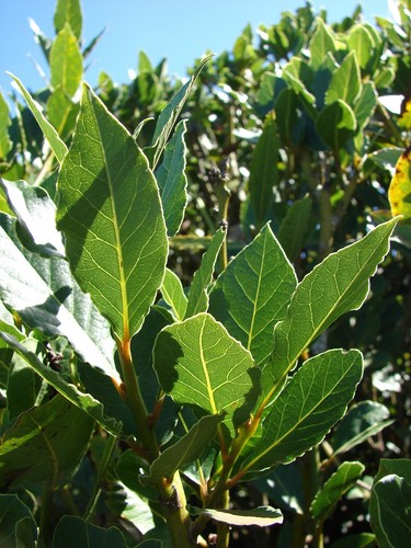 Laurus nobilis bay - laurus, leaf