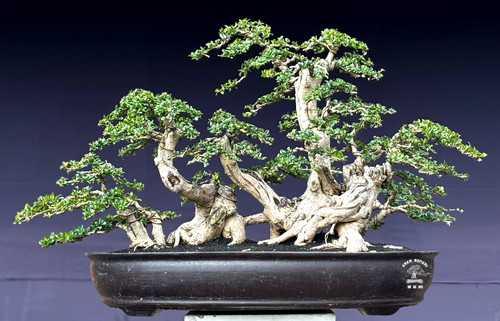 Live tree ehretia - live, microphylla