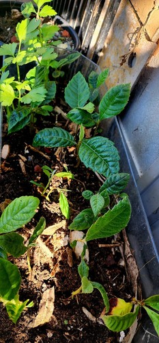 Loquat tropical live fruit - live,
