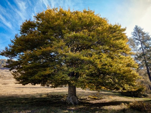 American elm tree - elm, 12-24"