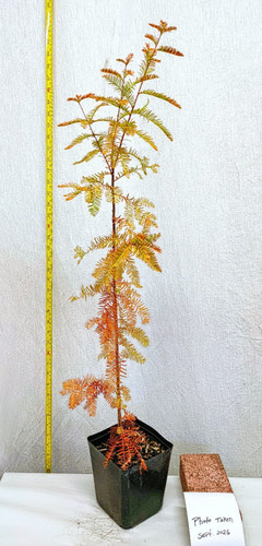 Bald cypress year - bald, tree
