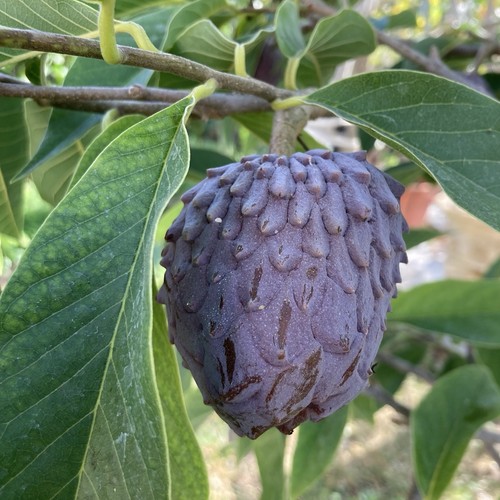 Red purple sugar apple ilama - red,