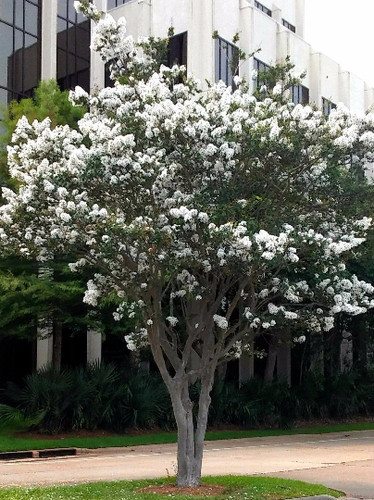 Live plants crepe myrtle - 2,