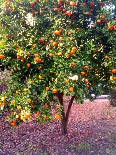 Dwarf mandarin orange tree - mandarin,