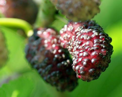 Mulberry tree dwarf - tree,