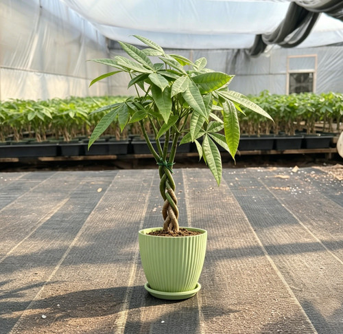 Money tree live plant - money,