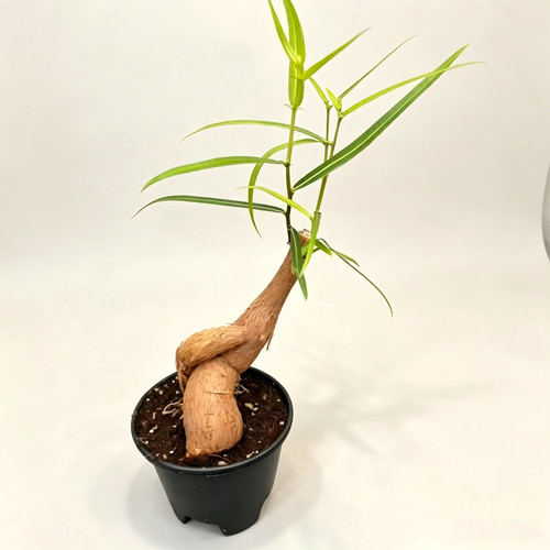 Queensland bottle tree - queensland, caudex