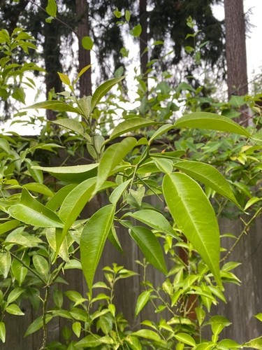 Yuzu citrus tree - yuzu, fresh