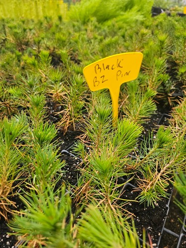 Large live plant japanese - live,