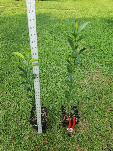 Changsha mandarin tree - mandarin, 1