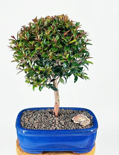 Cherry bonsai tree live - bonsai, indoor