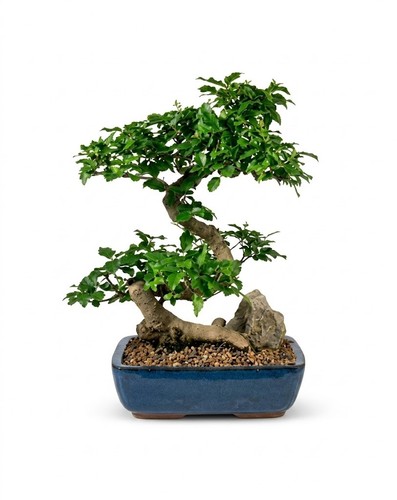 Flowering ligustrum bonsai - ligustrum,