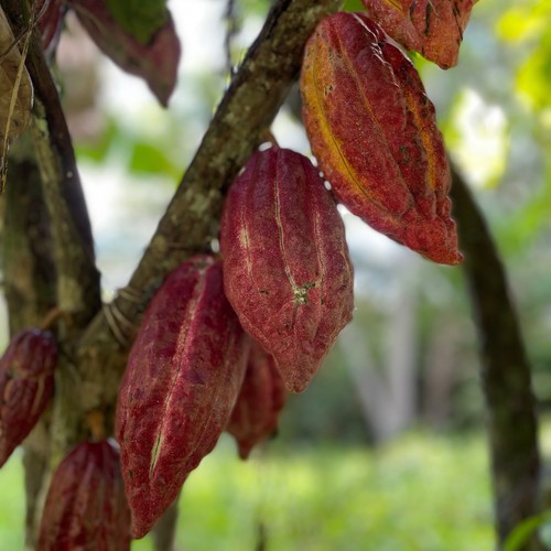 Red theobroma plants - 2, cacao