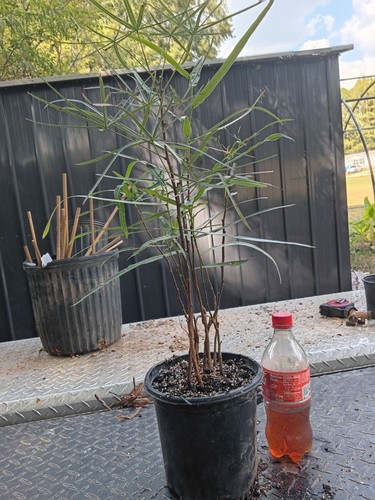 Brachychiton rupestris - brachychiton,