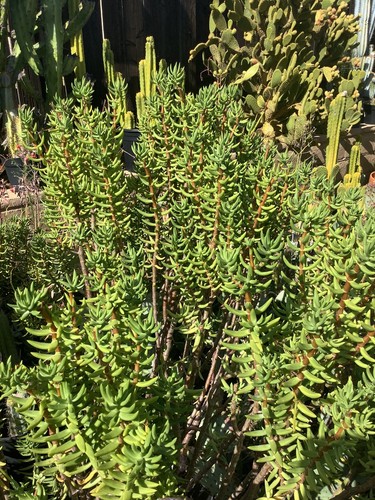 Mini pine tree succulent - tree, succulent-