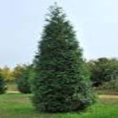 Green giant arborvitae - green, arborvitae,