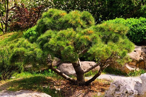 Japanese black pine - 3,