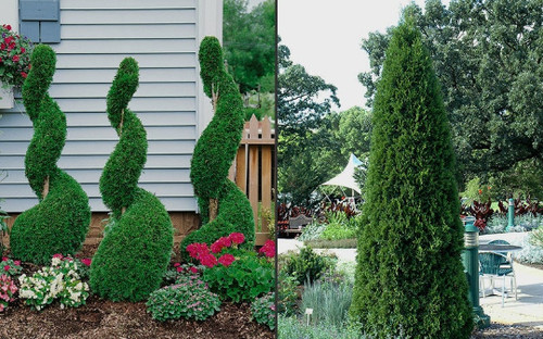Emerald green arb trees - emerald,