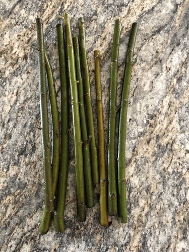 100 austree hybrid willow tree - 100,