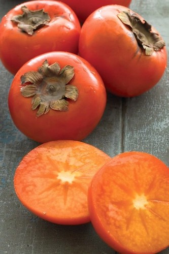 American persimmon tree - american, –