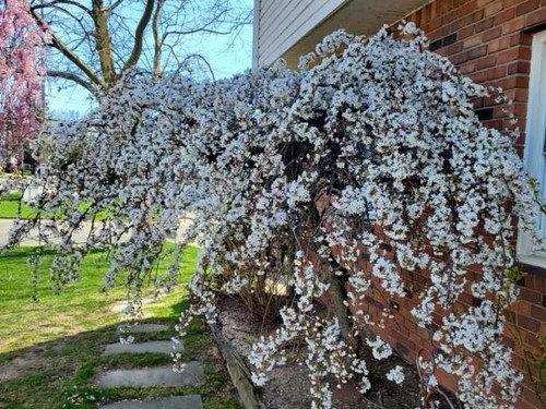 Japanese weeping cherry tree - weeping,