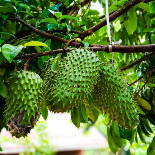 Sweet soursop tree - sweet,