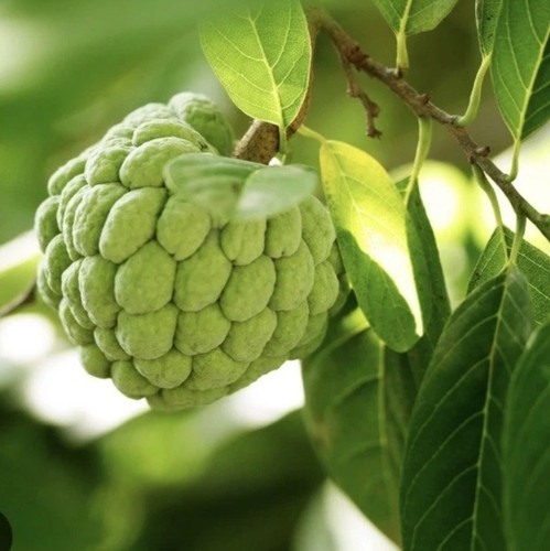 Sugar apple dai - apple, na