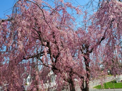 Pink japanese weeping cherry - weeping,