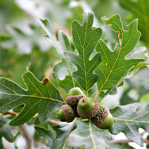 White oak tree 24 - 5, 12-24"