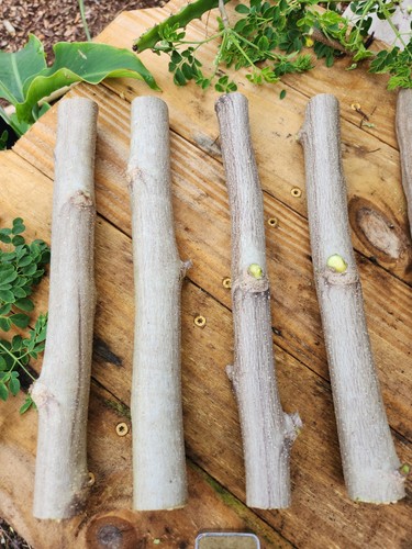 Thick moringa cuttings - (4),