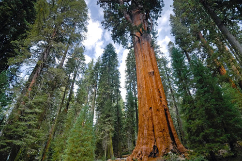Giant sequoia potted - 3,