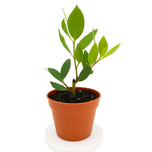 Laurus nobilis bay leaf - laurus,