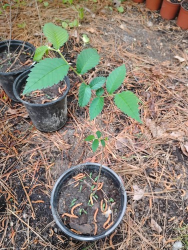 American elm tree gallon - elm,