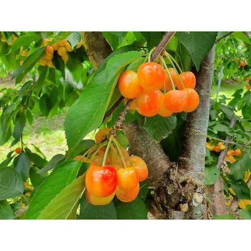 Rainier cherry tree with - ft.,