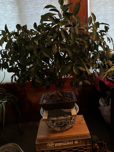 Ficus bonsai tree live plant - bonsai,