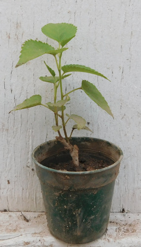 Pakistani mulberry rooted - mulberry, live