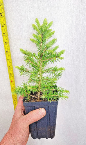 Live black hills spruce year - hills, 3