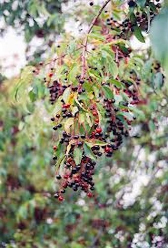 Black cherry tree 24 - cherry,